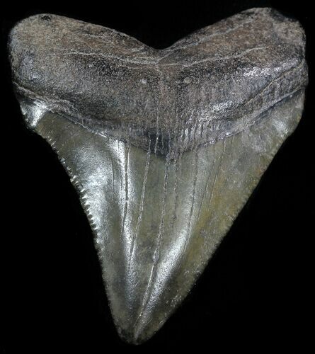 Juvenile Megalodon Tooth - South Carolina #49979